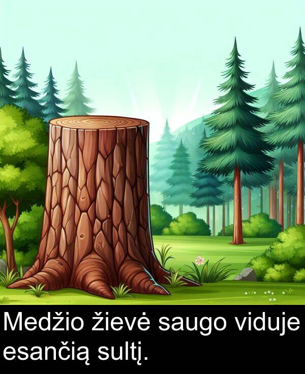 sultį: Medžio žievė saugo viduje esančią sultį.