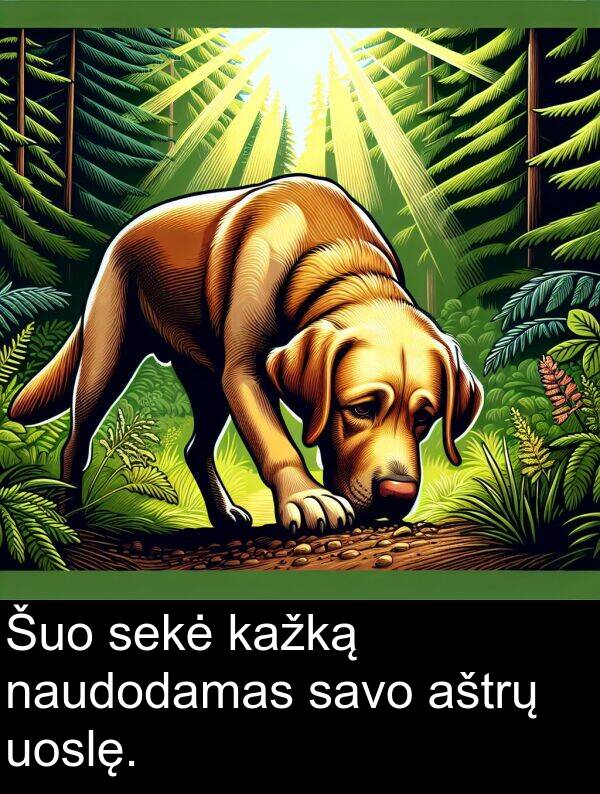 naudodamas: Šuo sekė kažką naudodamas savo aštrų uoslę.