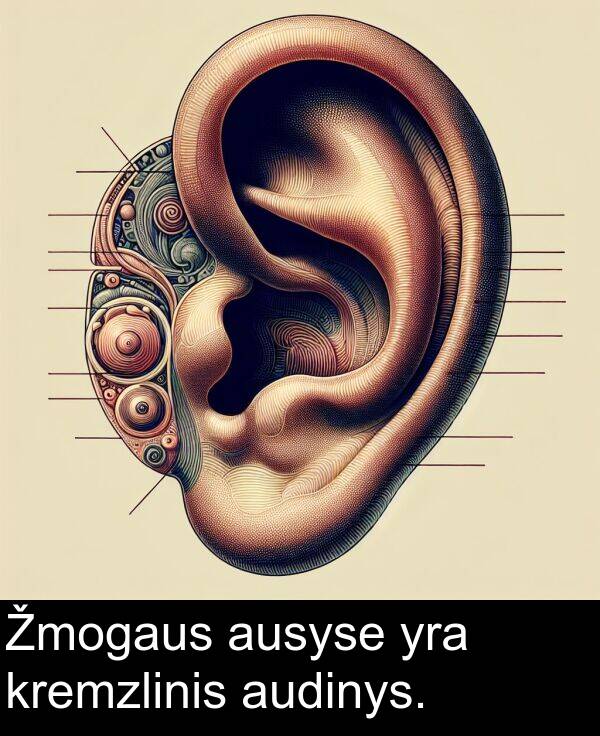 ausyse: Žmogaus ausyse yra kremzlinis audinys.