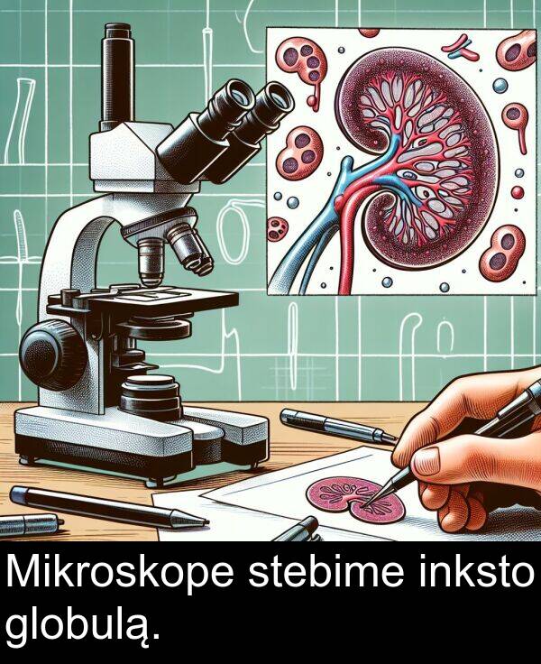stebime: Mikroskope stebime inksto globulą.