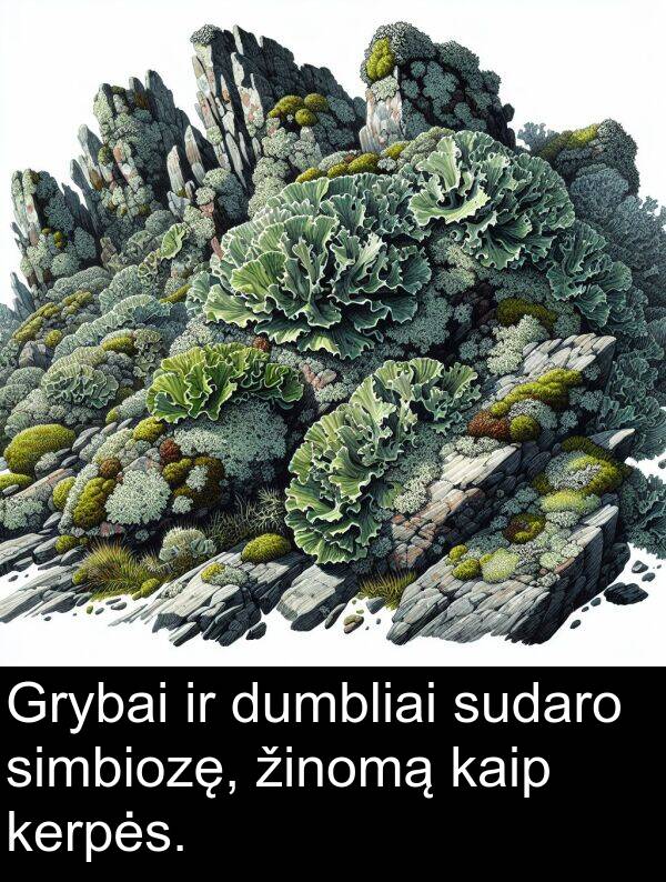 kaip: Grybai ir dumbliai sudaro simbiozę, žinomą kaip kerpės.