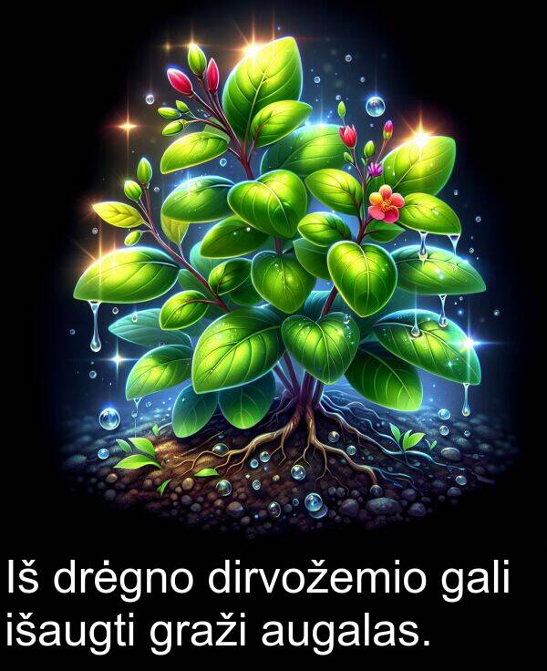 gali: Iš drėgno dirvožemio gali išaugti graži augalas.