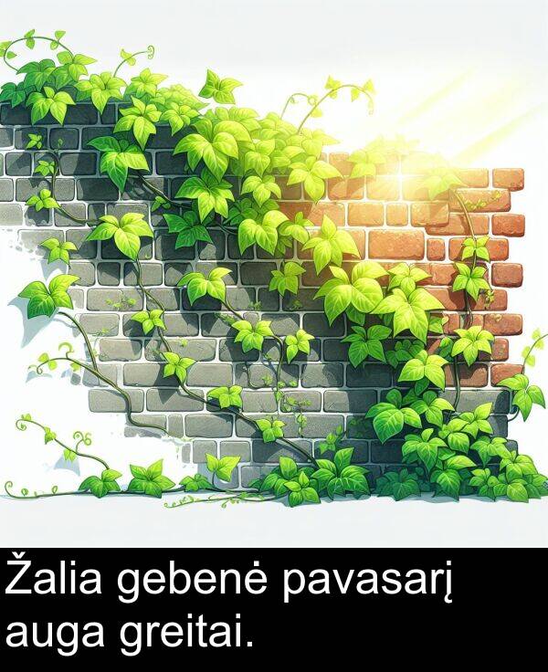 auga: Žalia gebenė pavasarį auga greitai.