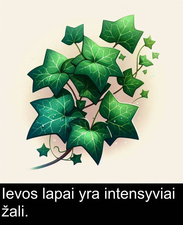 žali: Ievos lapai yra intensyviai žali.