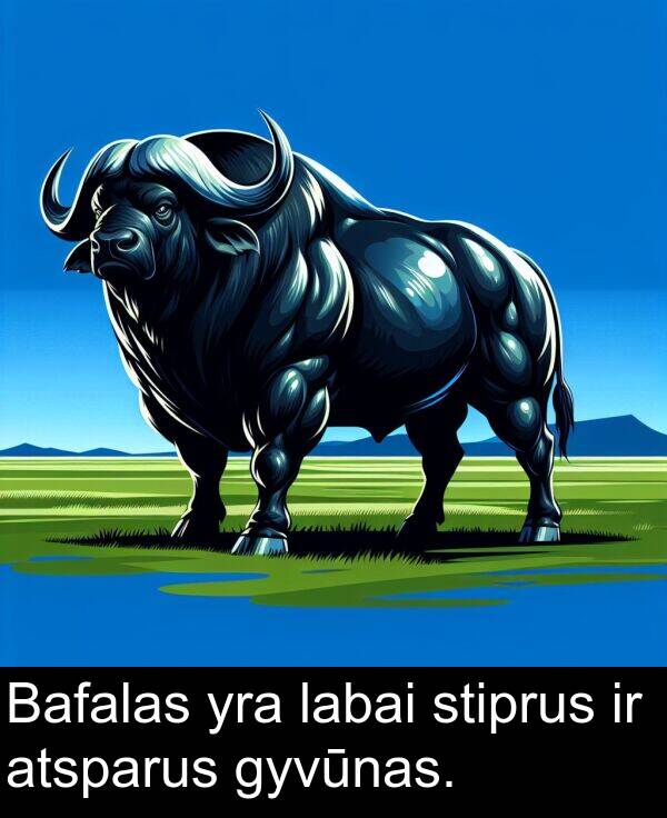 stiprus: Bafalas yra labai stiprus ir atsparus gyvūnas.