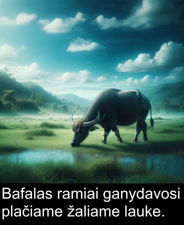 ramiai: Bafalas ramiai ganydavosi plačiame žaliame lauke.