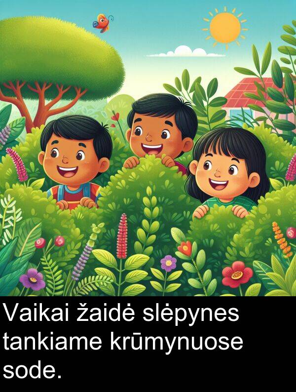 žaidė: Vaikai žaidė slėpynes tankiame krūmynuose sode.