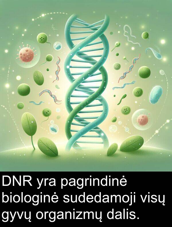dalis: DNR yra pagrindinė biologinė sudedamoji visų gyvų organizmų dalis.