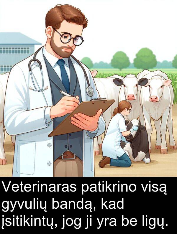 jog: Veterinaras patikrino visą gyvulių bandą, kad įsitikintų, jog ji yra be ligų.