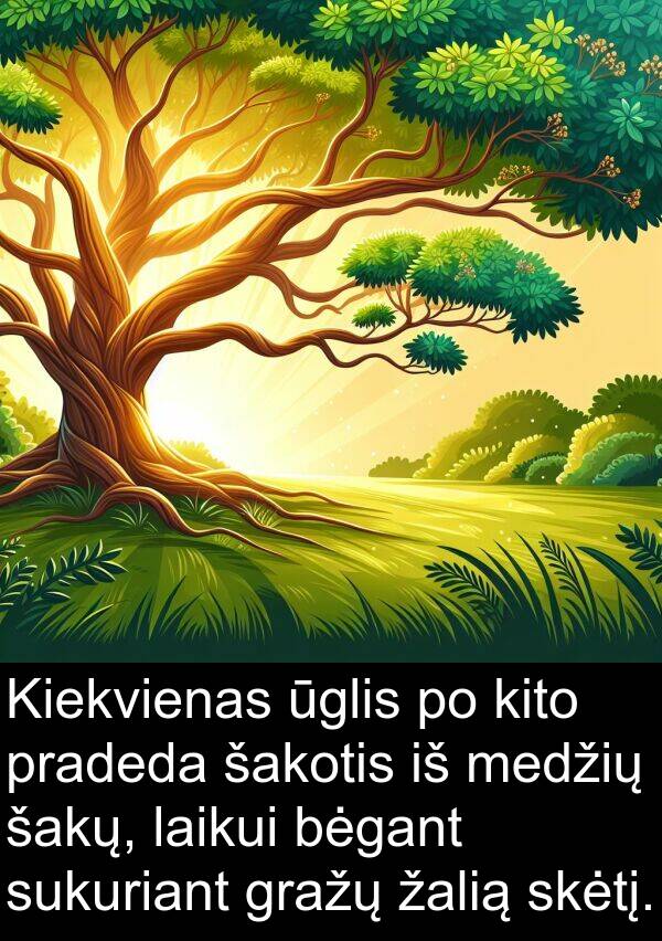 šakų: Kiekvienas ūglis po kito pradeda šakotis iš medžių šakų, laikui bėgant sukuriant gražų žalią skėtį.