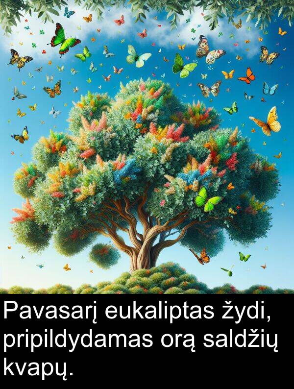 kvapų: Pavasarį eukaliptas žydi, pripildydamas orą saldžių kvapų.