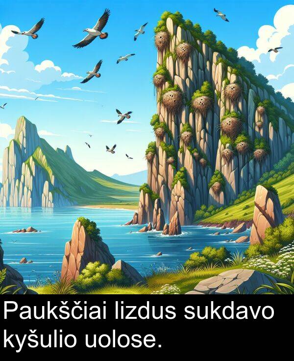 uolose: Paukščiai lizdus sukdavo kyšulio uolose.