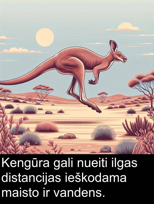 ilgas: Kengūra gali nueiti ilgas distancijas ieškodama maisto ir vandens.