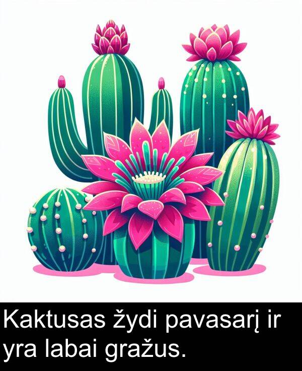 žydi: Kaktusas žydi pavasarį ir yra labai gražus.