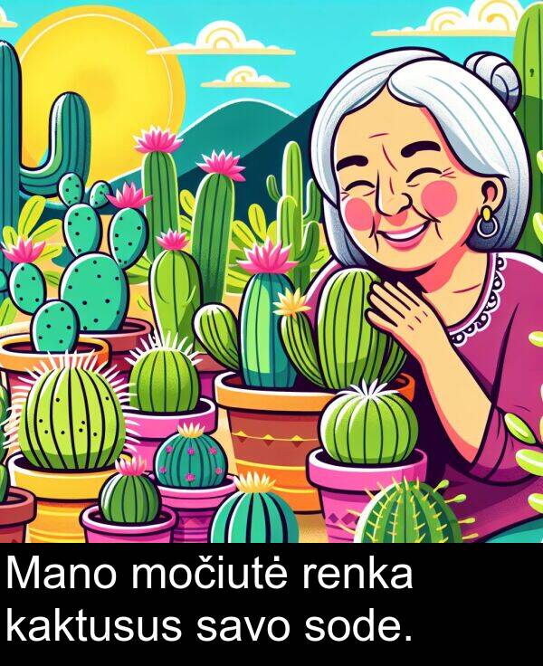 kaktusus: Mano močiutė renka kaktusus savo sode.