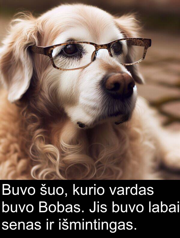 vardas: Buvo šuo, kurio vardas buvo Bobas. Jis buvo labai senas ir išmintingas.