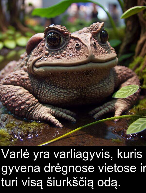 odą: Varlė yra varliagyvis, kuris gyvena drėgnose vietose ir turi visą šiurkščią odą.
