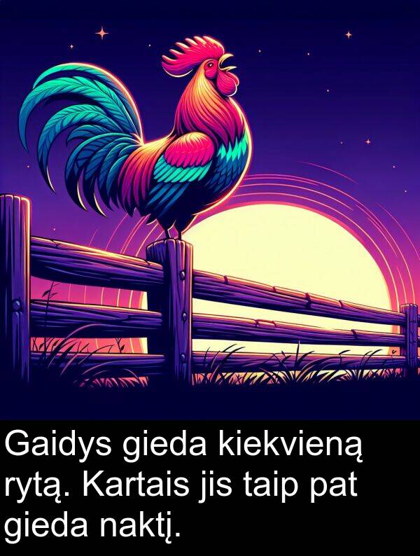 naktį: Gaidys gieda kiekvieną rytą. Kartais jis taip pat gieda naktį.