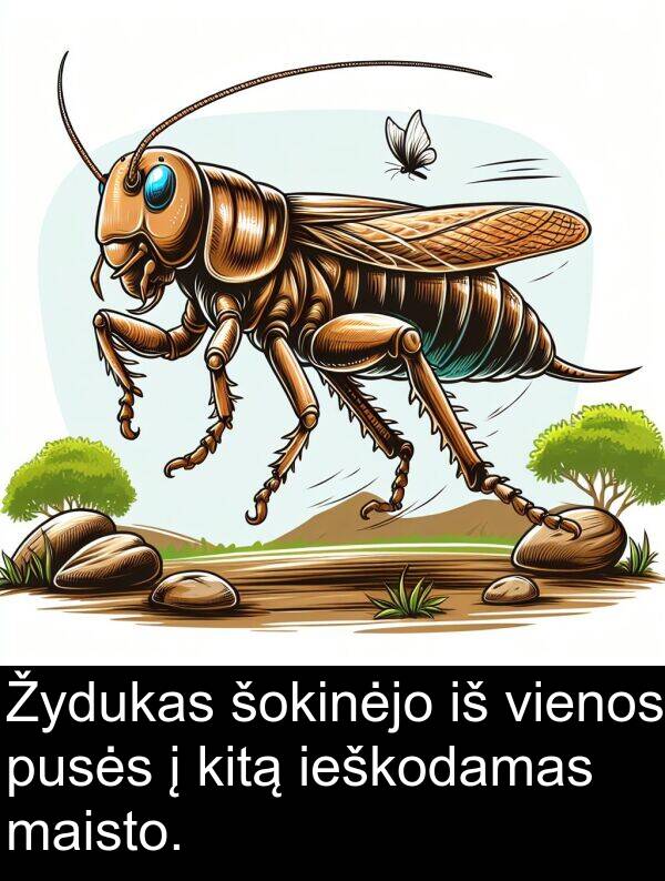 ieškodamas: Žydukas šokinėjo iš vienos pusės į kitą ieškodamas maisto.