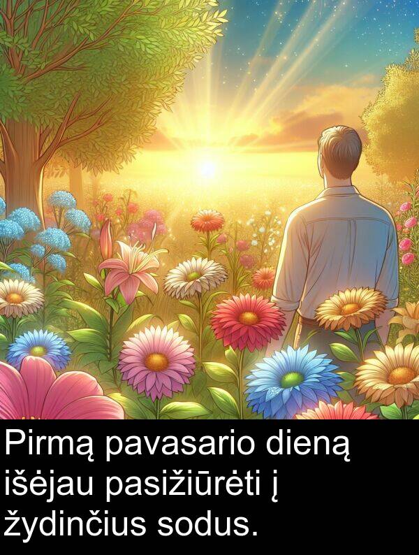 žydinčius: Pirmą pavasario dieną išėjau pasižiūrėti į žydinčius sodus.