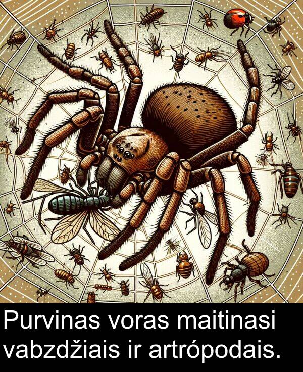 maitinasi: Purvinas voras maitinasi vabzdžiais ir artrópodais.