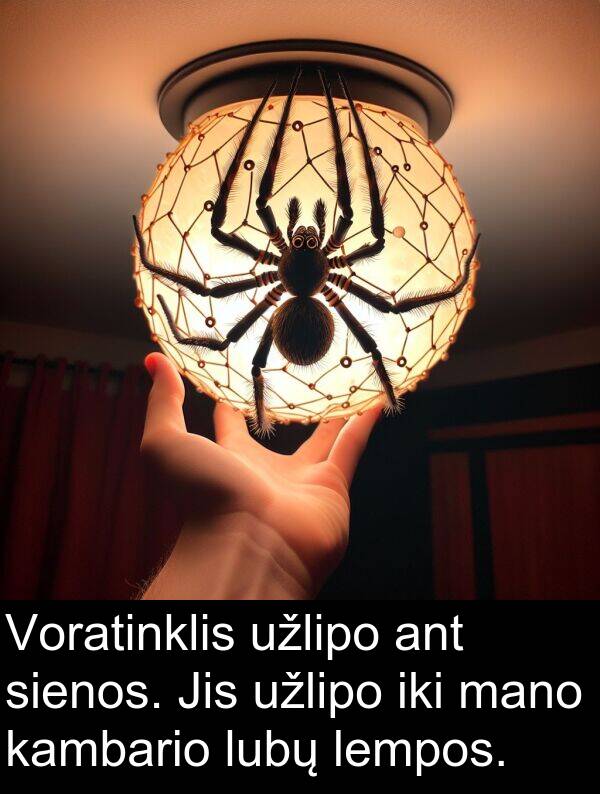 lempos: Voratinklis užlipo ant sienos. Jis užlipo iki mano kambario lubų lempos.