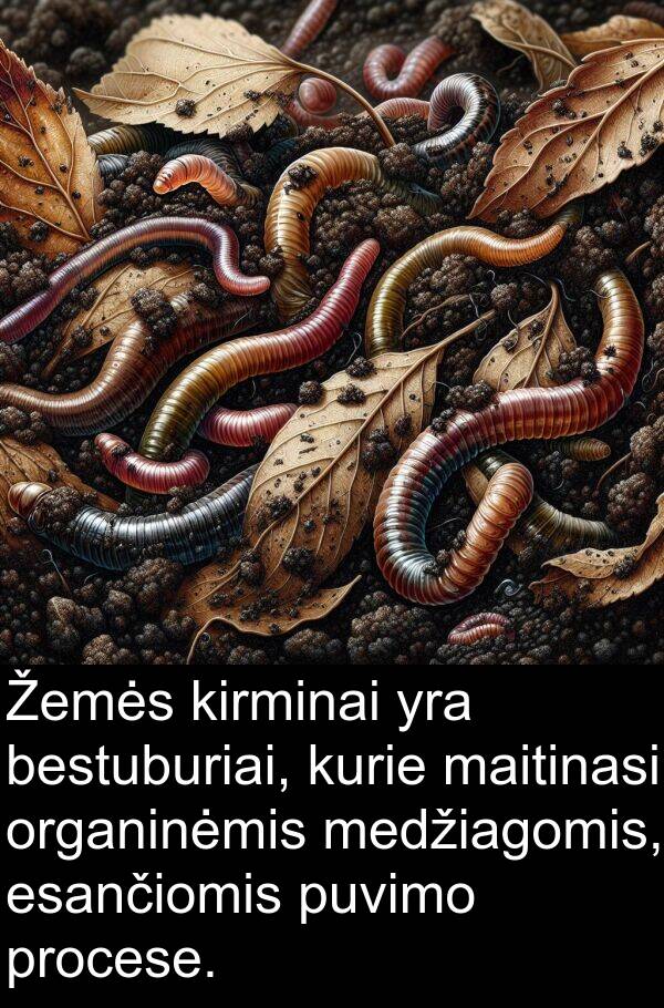 maitinasi: Žemės kirminai yra bestuburiai, kurie maitinasi organinėmis medžiagomis, esančiomis puvimo procese.