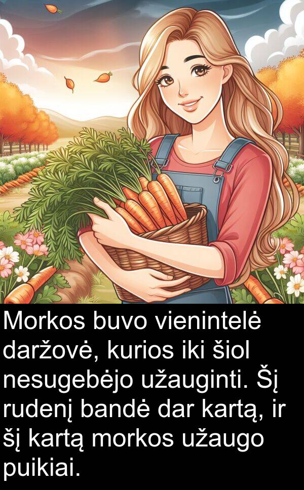 bandė: Morkos buvo vienintelė daržovė, kurios iki šiol nesugebėjo užauginti. Šį rudenį bandė dar kartą, ir šį kartą morkos užaugo puikiai.