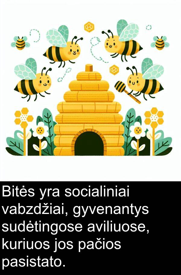vabzdžiai: Bitės yra socialiniai vabzdžiai, gyvenantys sudėtingose aviliuose, kuriuos jos pačios pasistato.