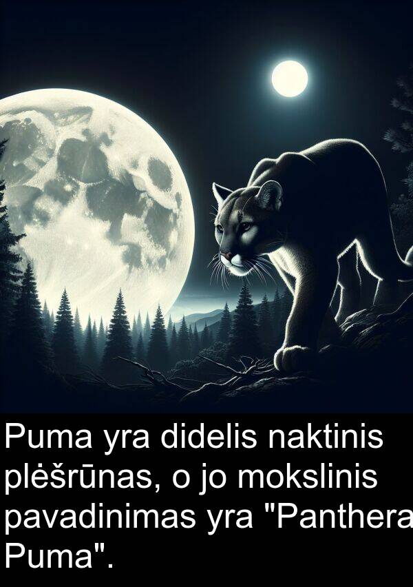 naktinis: Puma yra didelis naktinis plėšrūnas, o jo mokslinis pavadinimas yra "Panthera Puma".