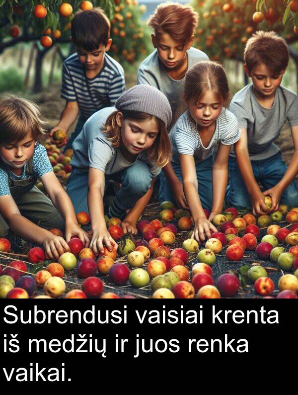 vaisiai: Subrendusi vaisiai krenta iš medžių ir juos renka vaikai.
