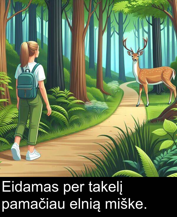 elnią: Eidamas per takelį pamačiau elnią miške.