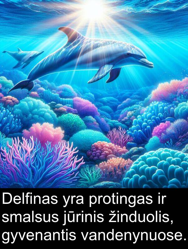 protingas: Delfinas yra protingas ir smalsus jūrinis žinduolis, gyvenantis vandenynuose.