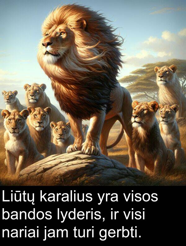 nariai: Liūtų karalius yra visos bandos lyderis, ir visi nariai jam turi gerbti.