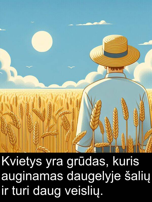 daugelyje: Kvietys yra grūdas, kuris auginamas daugelyje šalių ir turi daug veislių.
