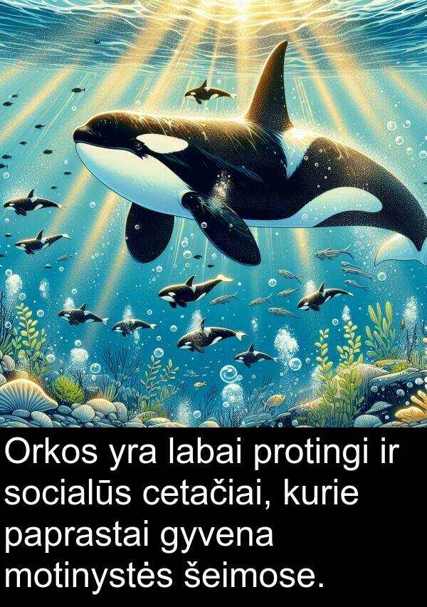 cetačiai: Orkos yra labai protingi ir socialūs cetačiai, kurie paprastai gyvena motinystės šeimose.