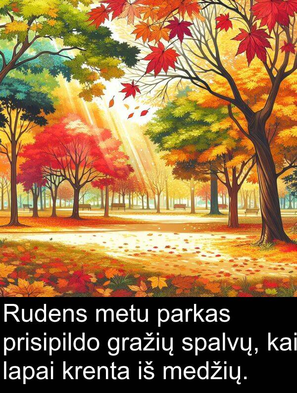 krenta: Rudens metu parkas prisipildo gražių spalvų, kai lapai krenta iš medžių.
