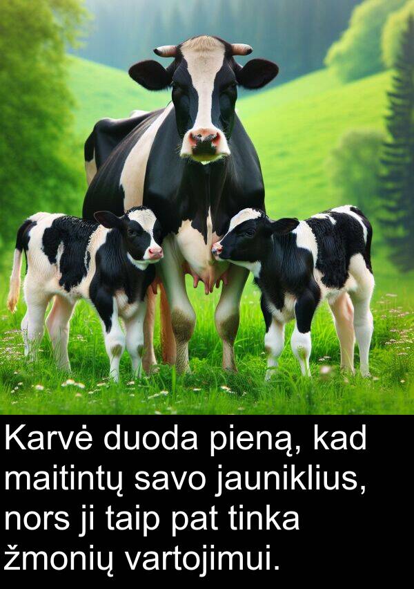 maitintų: Karvė duoda pieną, kad maitintų savo jauniklius, nors ji taip pat tinka žmonių vartojimui.