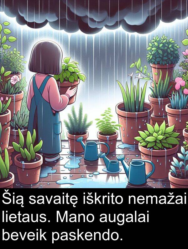 savaitę: Šią savaitę iškrito nemažai lietaus. Mano augalai beveik paskendo.
