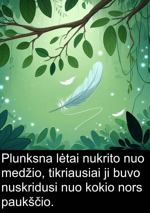 nors: Plunksna lėtai nukrito nuo medžio, tikriausiai ji buvo nuskridusi nuo kokio nors paukščio.