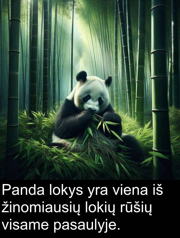 rūšių: Panda lokys yra viena iš žinomiausių lokių rūšių visame pasaulyje.