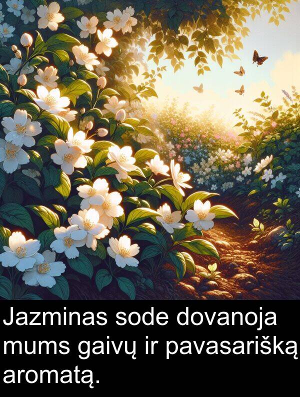 gaivų: Jazminas sode dovanoja mums gaivų ir pavasarišką aromatą.