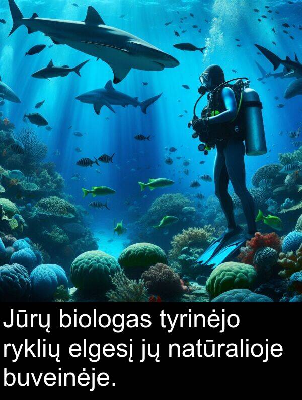 natūralioje: Jūrų biologas tyrinėjo ryklių elgesį jų natūralioje buveinėje.