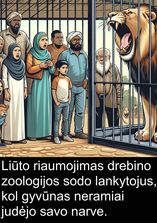 zoologijos: Liūto riaumojimas drebino zoologijos sodo lankytojus, kol gyvūnas neramiai judėjo savo narve.