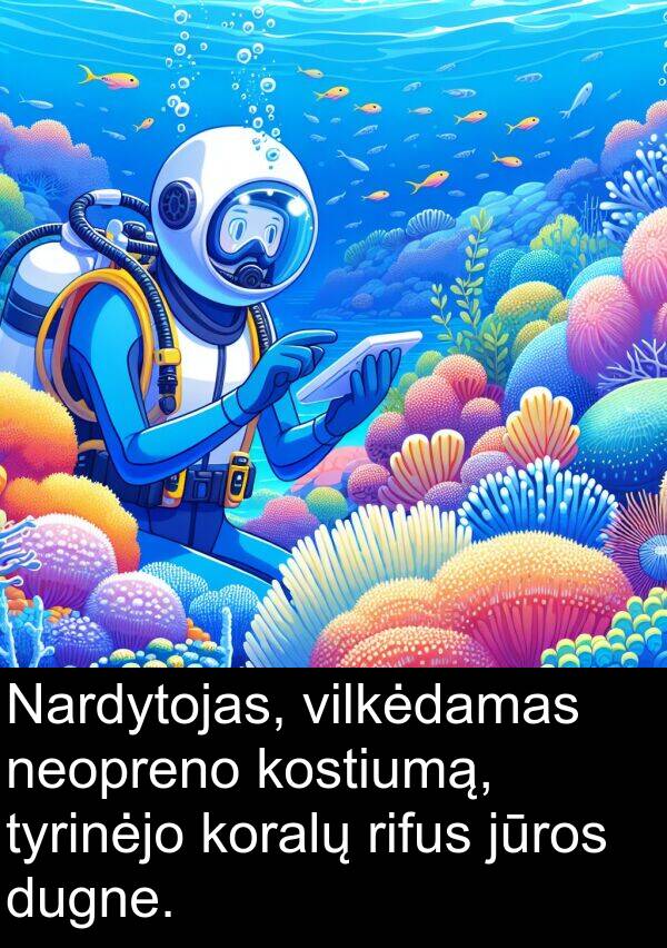 dugne: Nardytojas, vilkėdamas neopreno kostiumą, tyrinėjo koralų rifus jūros dugne.