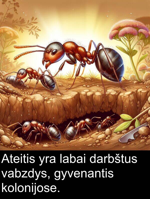 vabzdys: Ateitis yra labai darbštus vabzdys, gyvenantis kolonijose.