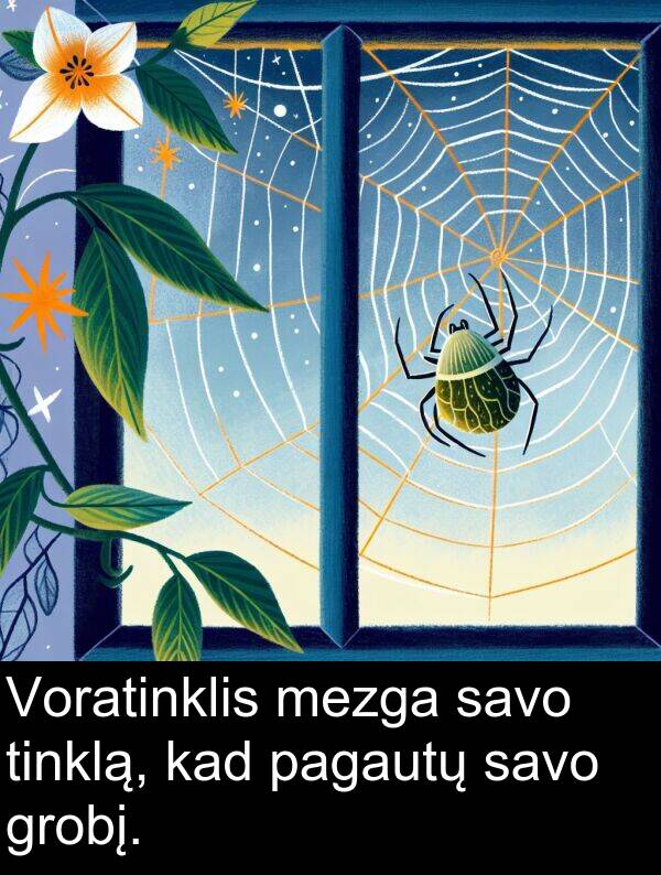 tinklą: Voratinklis mezga savo tinklą, kad pagautų savo grobį.