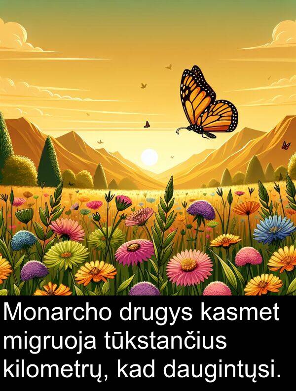 tūkstančius: Monarcho drugys kasmet migruoja tūkstančius kilometrų, kad daugintųsi.