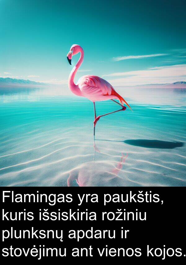 plunksnų: Flamingas yra paukštis, kuris išsiskiria rožiniu plunksnų apdaru ir stovėjimu ant vienos kojos.