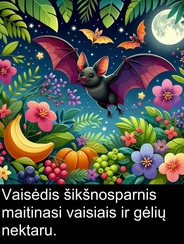 maitinasi: Vaisėdis šikšnosparnis maitinasi vaisiais ir gėlių nektaru.